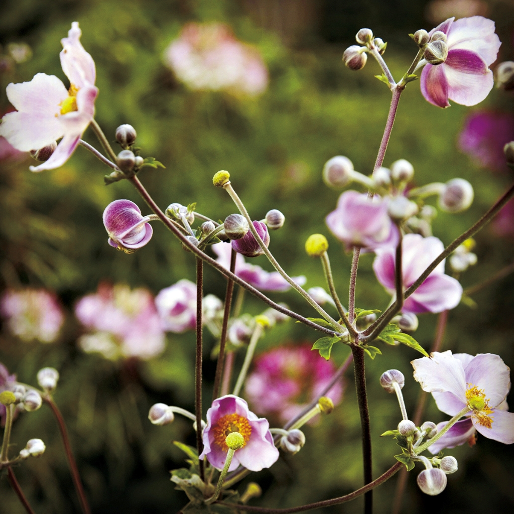 photograph from the collection <i>flora</i> by Mark Paul Petrick