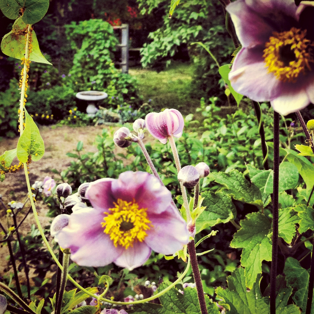 photograph from the collection <i>flora</i> by Mark Paul Petrick