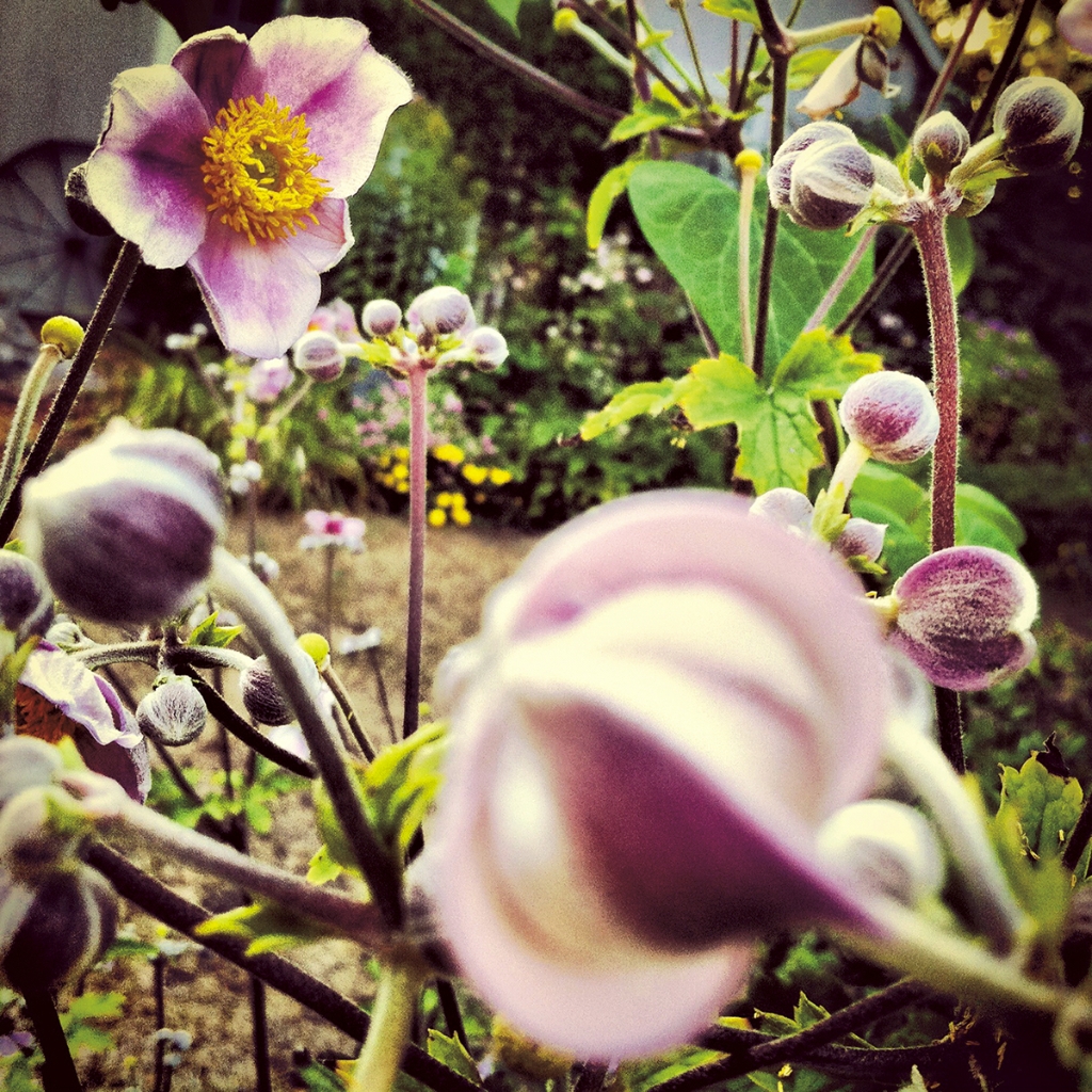 photograph from the collection <i>flora</i> by Mark Paul Petrick