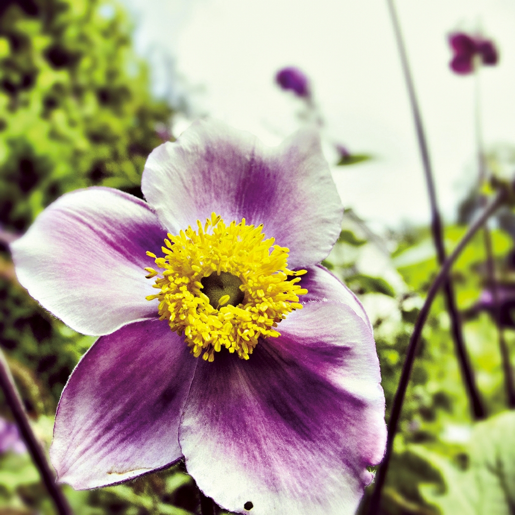 photograph from the collection <i>flora</i> by Mark Paul Petrick
