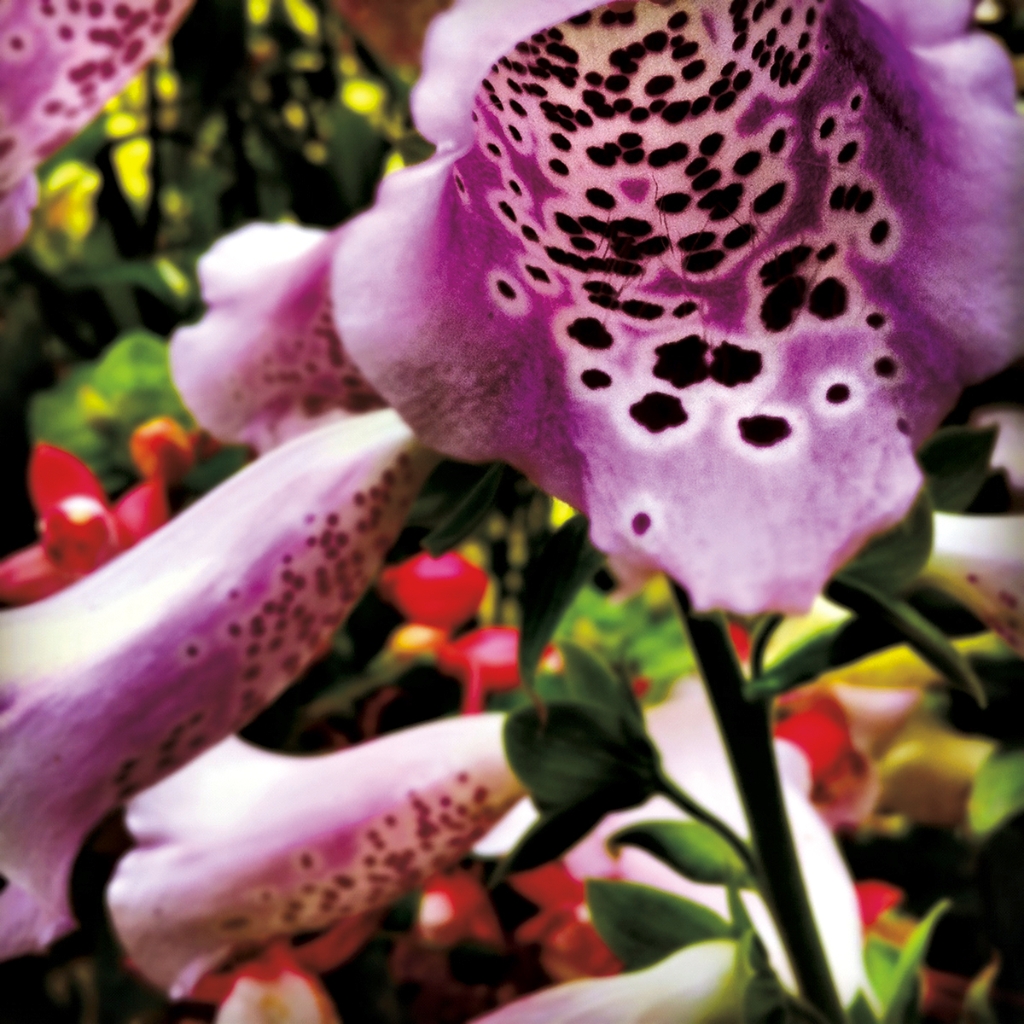 photograph from the collection <i>flora</i> by Mark Paul Petrick