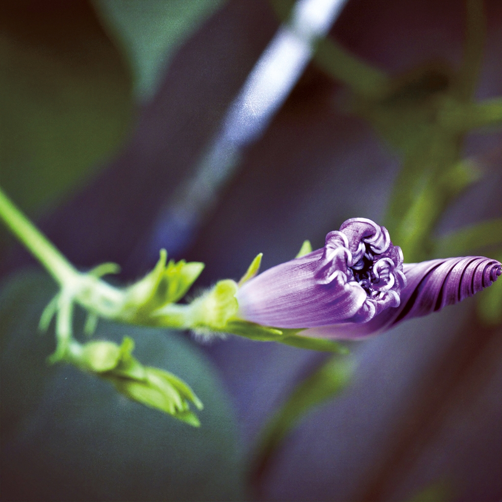 photograph from the collection <i>flora</i> by Mark Paul Petrick