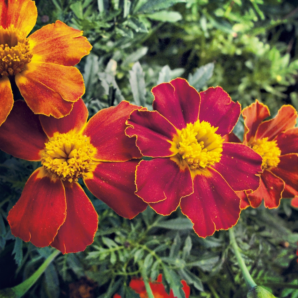 photograph from the collection <i>flora</i> by Mark Paul Petrick