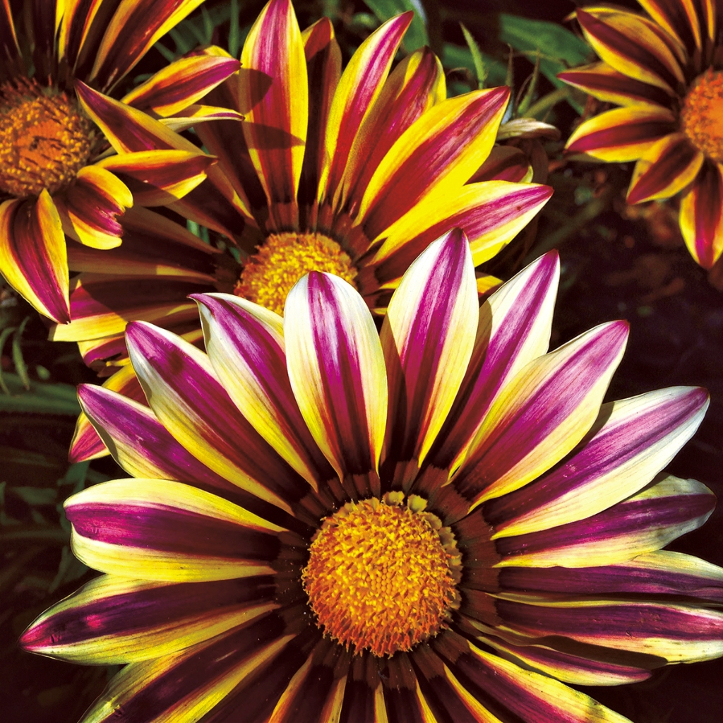 photograph from the collection <i>flora</i> by Mark Paul Petrick