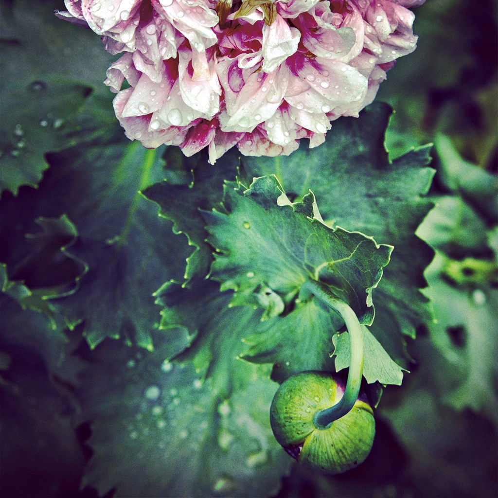 photograph from the collection <i>flora</i> by Mark Paul Petrick