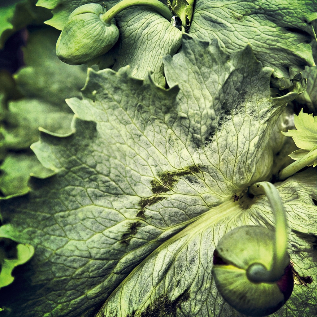photograph from the collection <i>flora</i> by Mark Paul Petrick