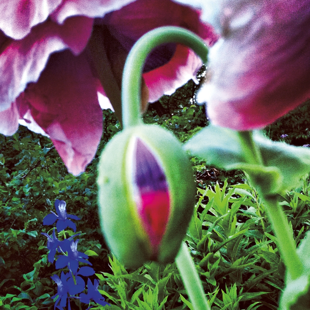 photograph from the collection <i>flora</i> by Mark Paul Petrick