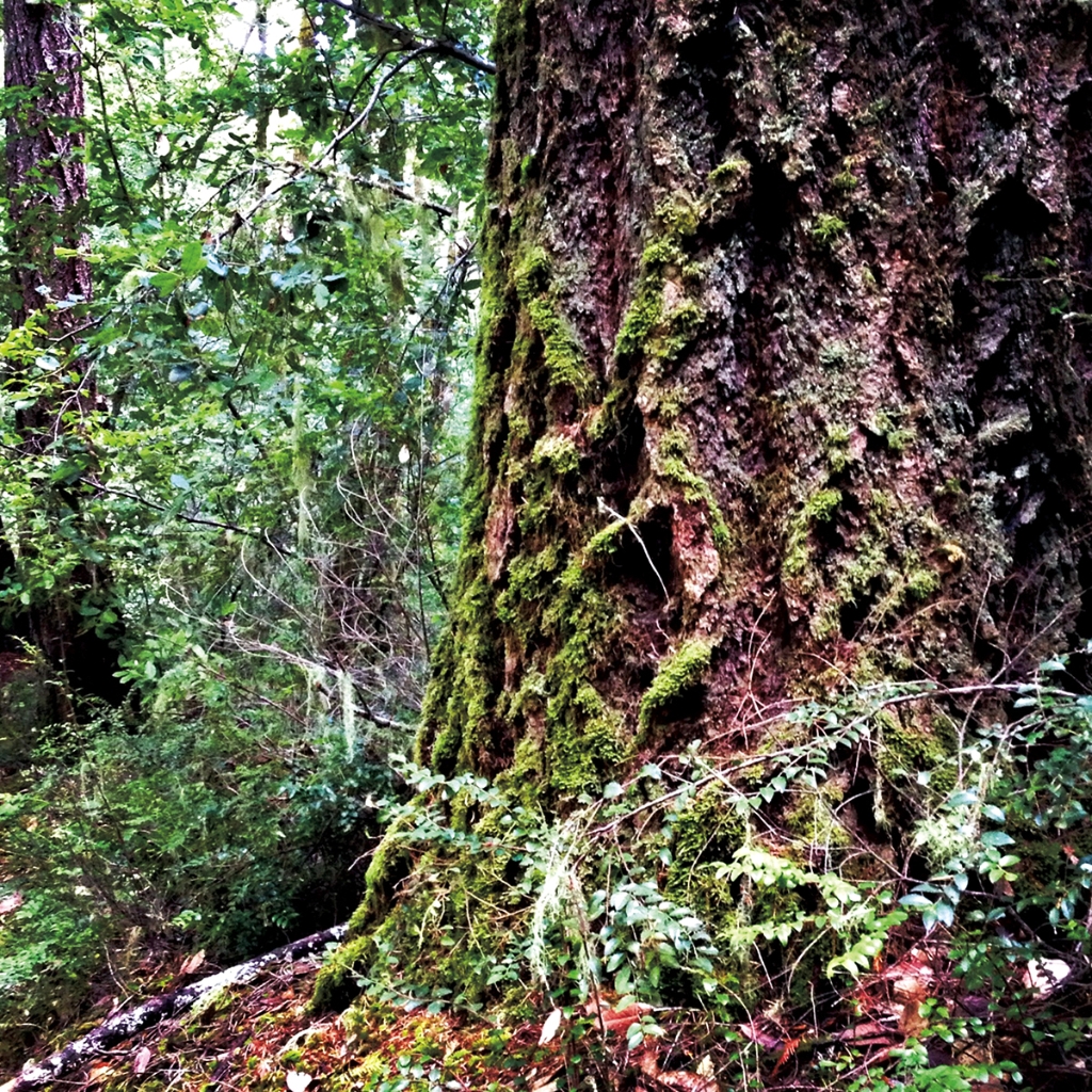 photograph from the collection <i>flora</i> by Mark Paul Petrick