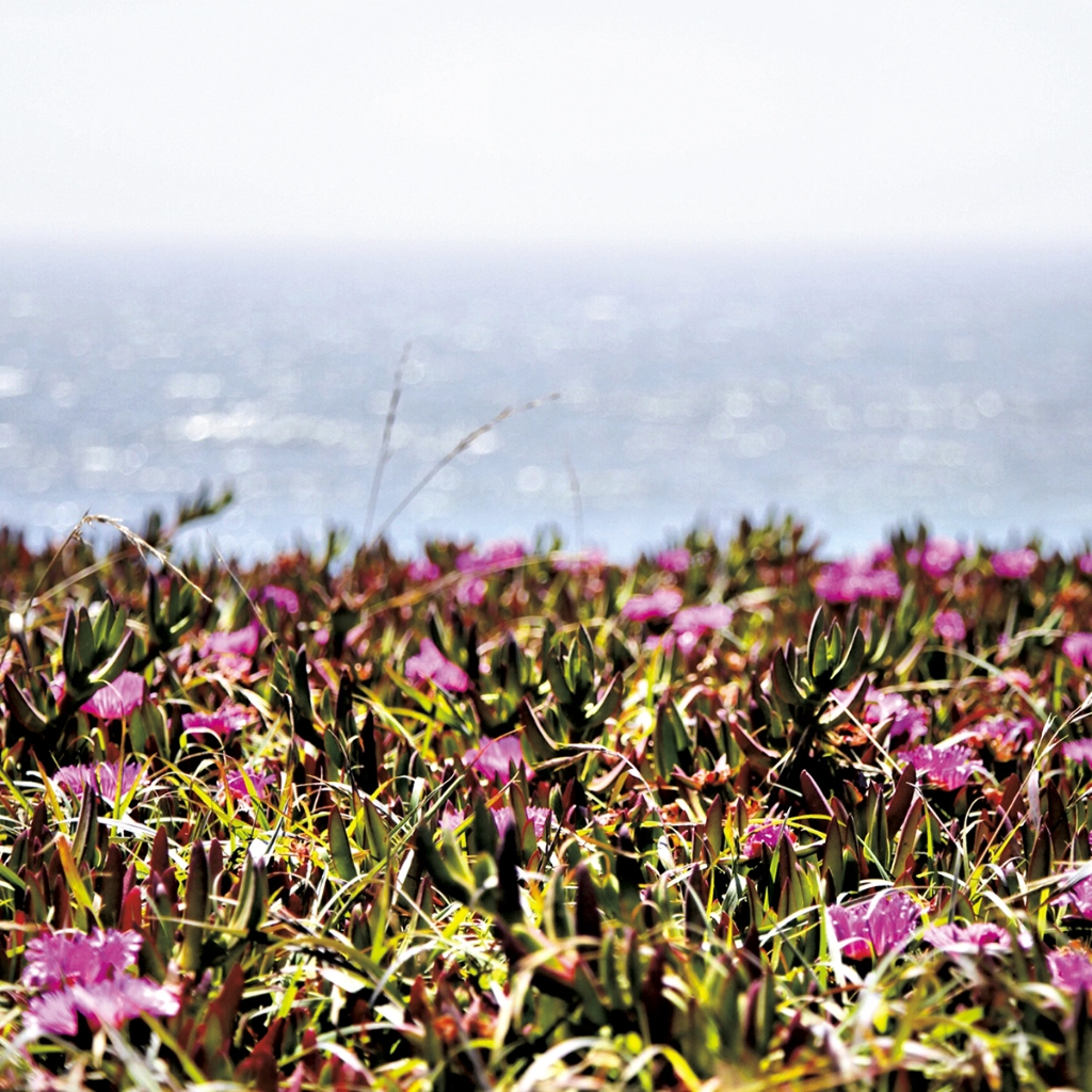 photograph from the collection <i>flora</i> by Mark Paul Petrick