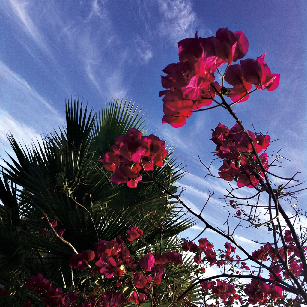 photograph from the collection <i>flora</i> by Mark Paul Petrick