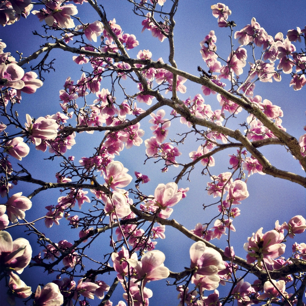 photograph from the collection <i>flora</i> by Mark Paul Petrick