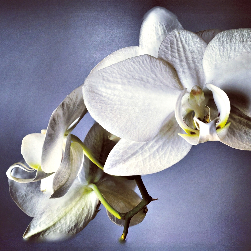 photograph from the collection <i>flora</i> by Mark Paul Petrick