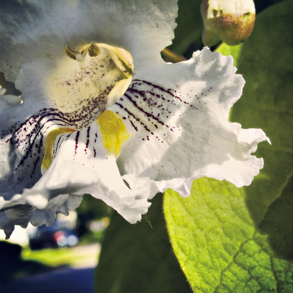 photograph from the collection <i>flora</i> by Mark Paul Petrick
