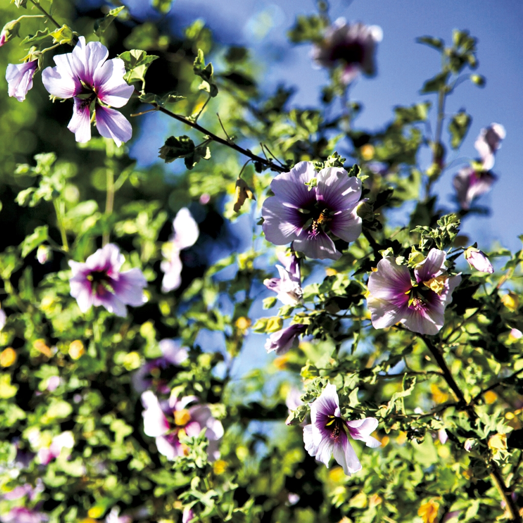 photograph from the collection <i>flora</i> by Mark Paul Petrick