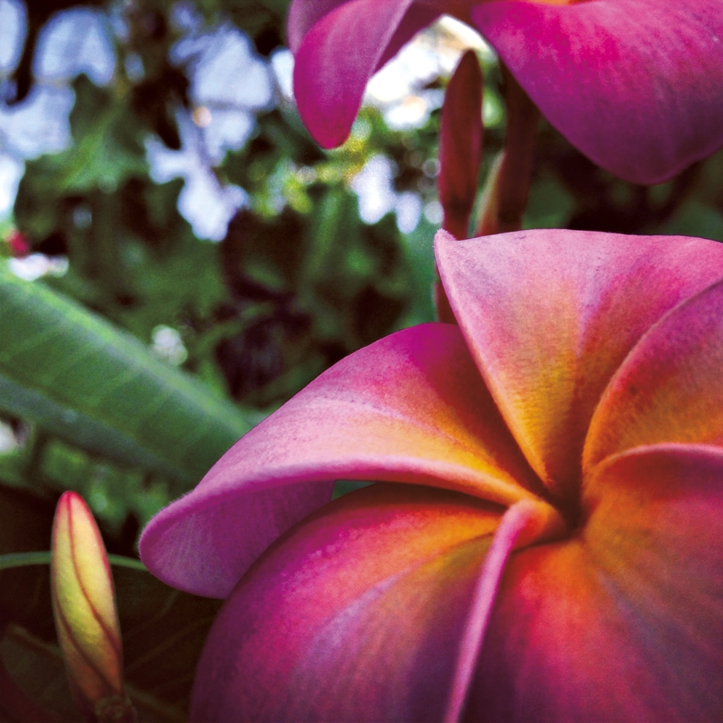 photograph from the collection <i>flora</i> by Mark Paul Petrick