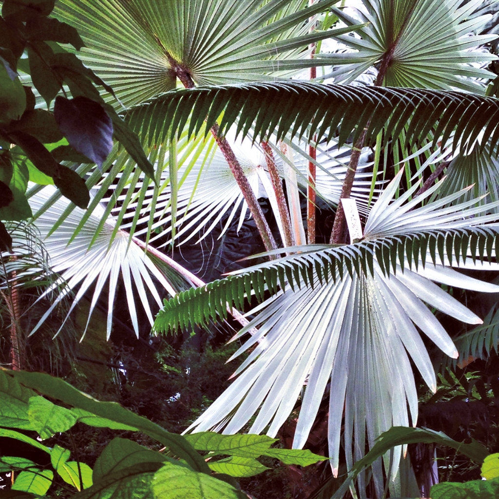 photograph from the collection <i>flora</i> by Mark Paul Petrick