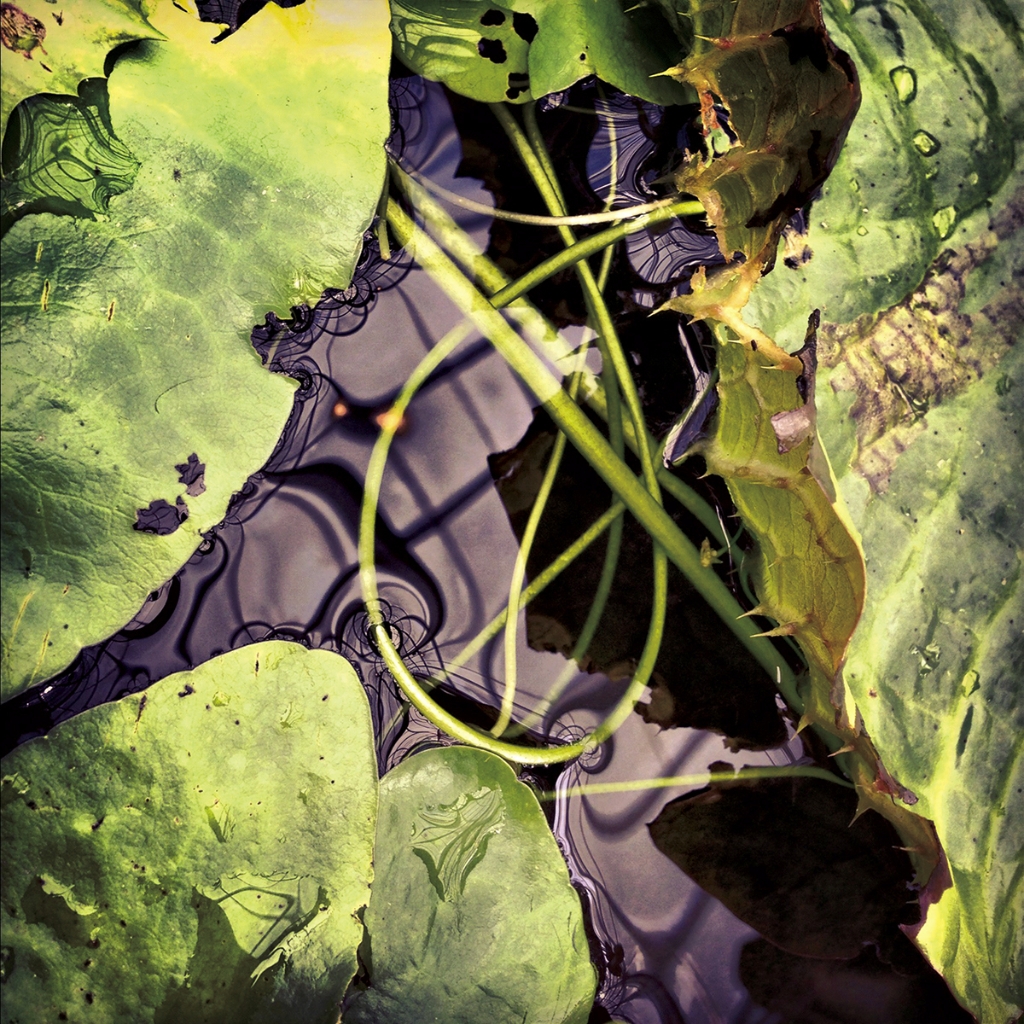 photograph from the collection <i>flora</i> by Mark Paul Petrick