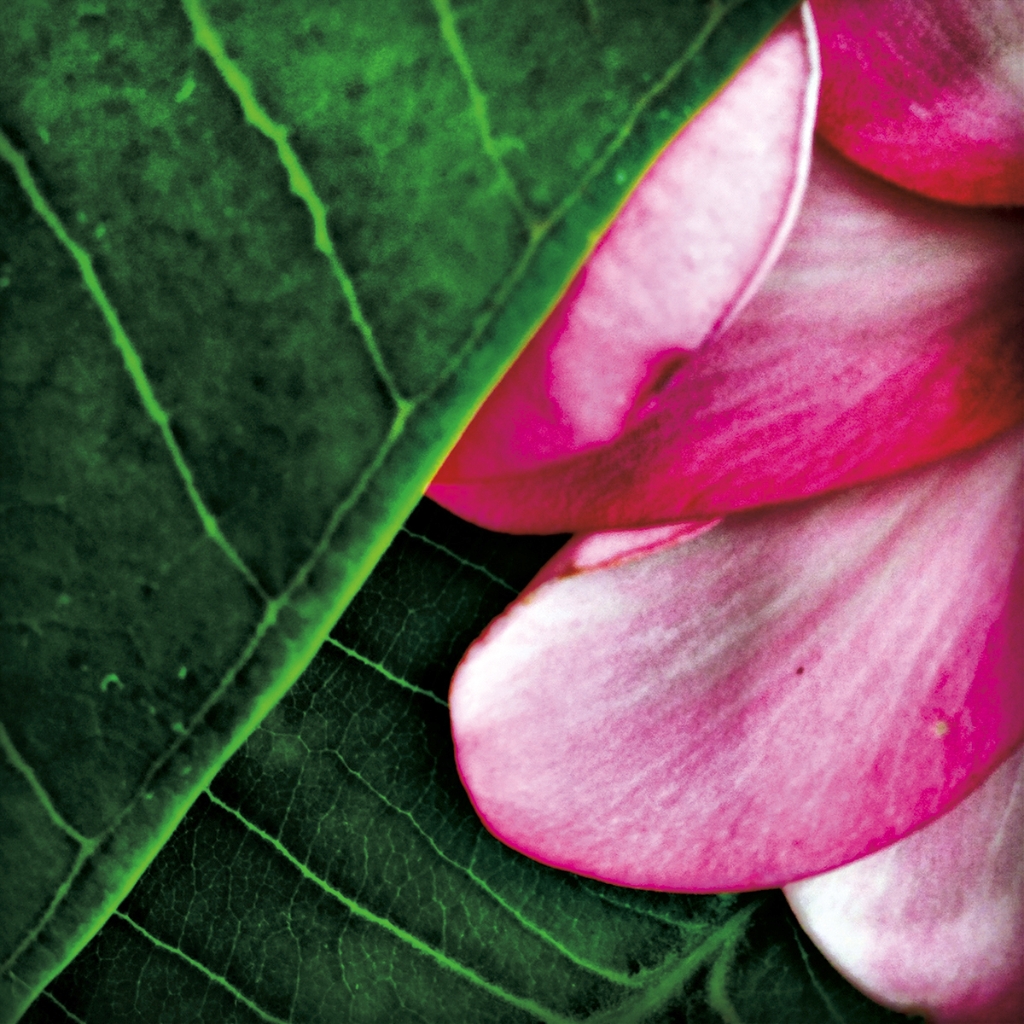 photograph from the collection <i>flora</i> by Mark Paul Petrick