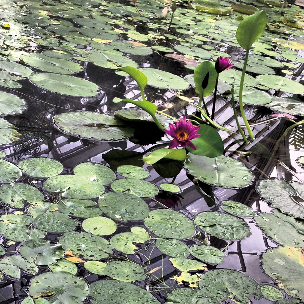 photograph from the collection <i>flora</i> by Mark Paul Petrick