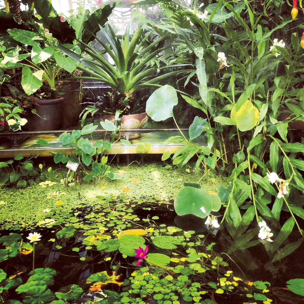 photograph from the collection <i>flora</i> by Mark Paul Petrick