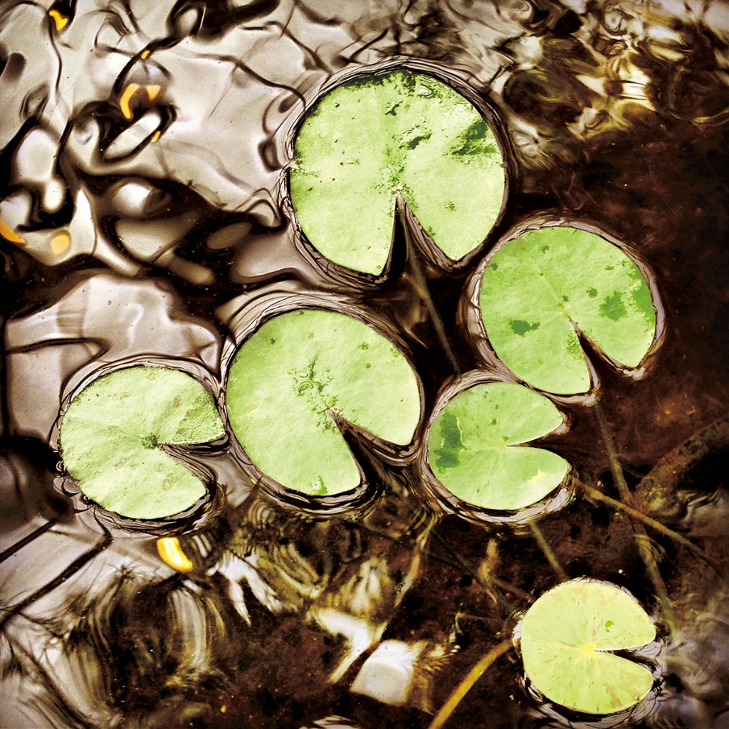 photograph from the collection <i>flora</i> by Mark Paul Petrick
