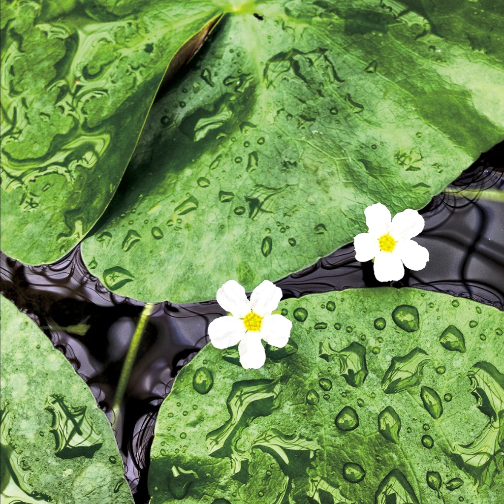 photograph from the collection <i>flora</i> by Mark Paul Petrick