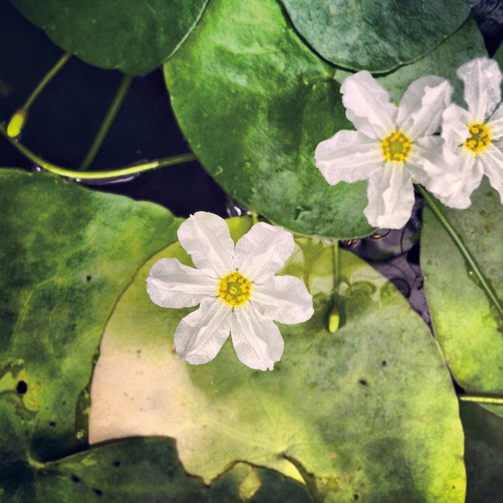 photograph from the collection <i>flora</i> by Mark Paul Petrick