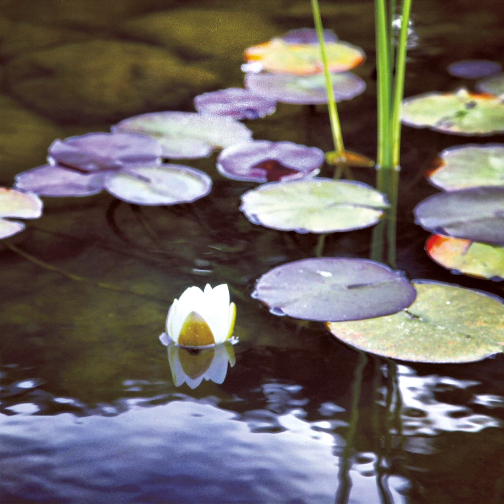 photograph from the collection <i>flora</i> by Mark Paul Petrick