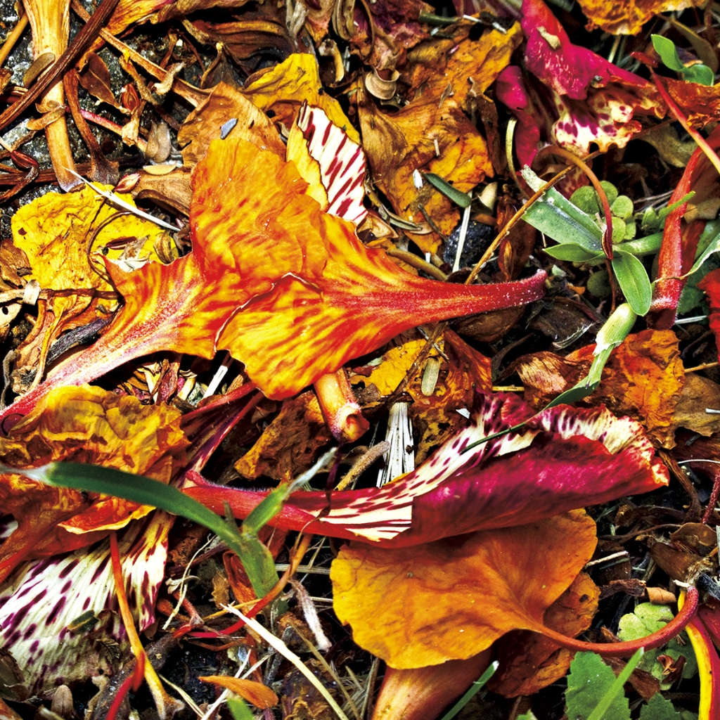 photograph from the collection <i>flora</i> by Mark Paul Petrick