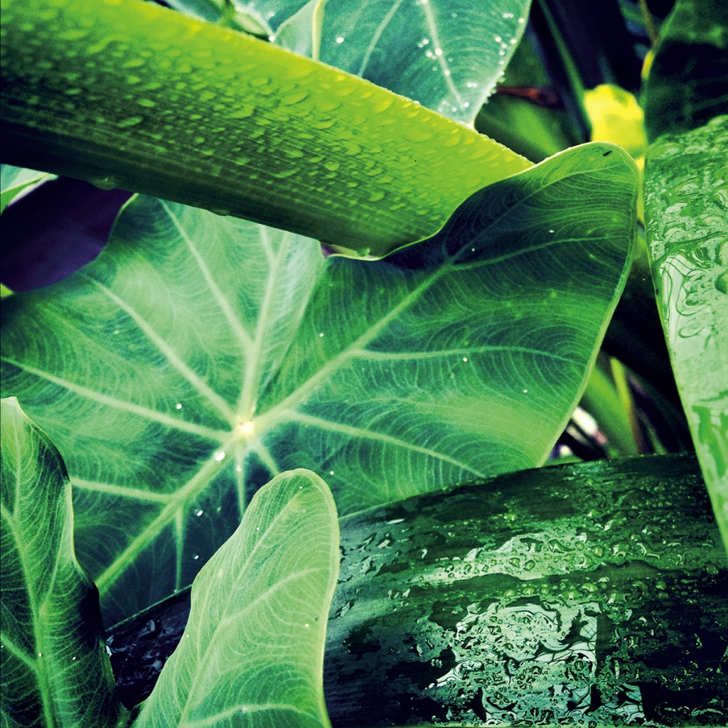photograph from the collection <i>flora</i> by Mark Paul Petrick