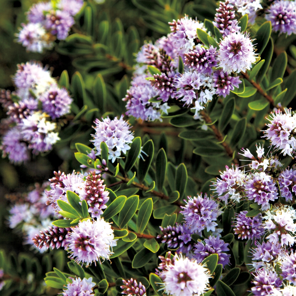photograph from the collection <i>flora</i> by Mark Paul Petrick