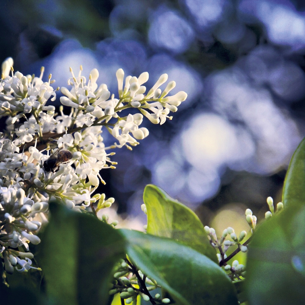 photograph from the collection <i>flora</i> by Mark Paul Petrick