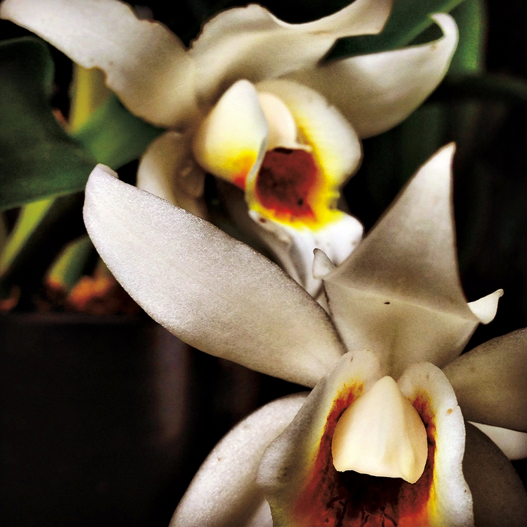 photograph from the collection <i>flora</i> by Mark Paul Petrick