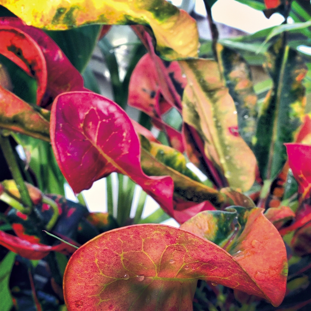 photograph from the collection <i>flora</i> by Mark Paul Petrick