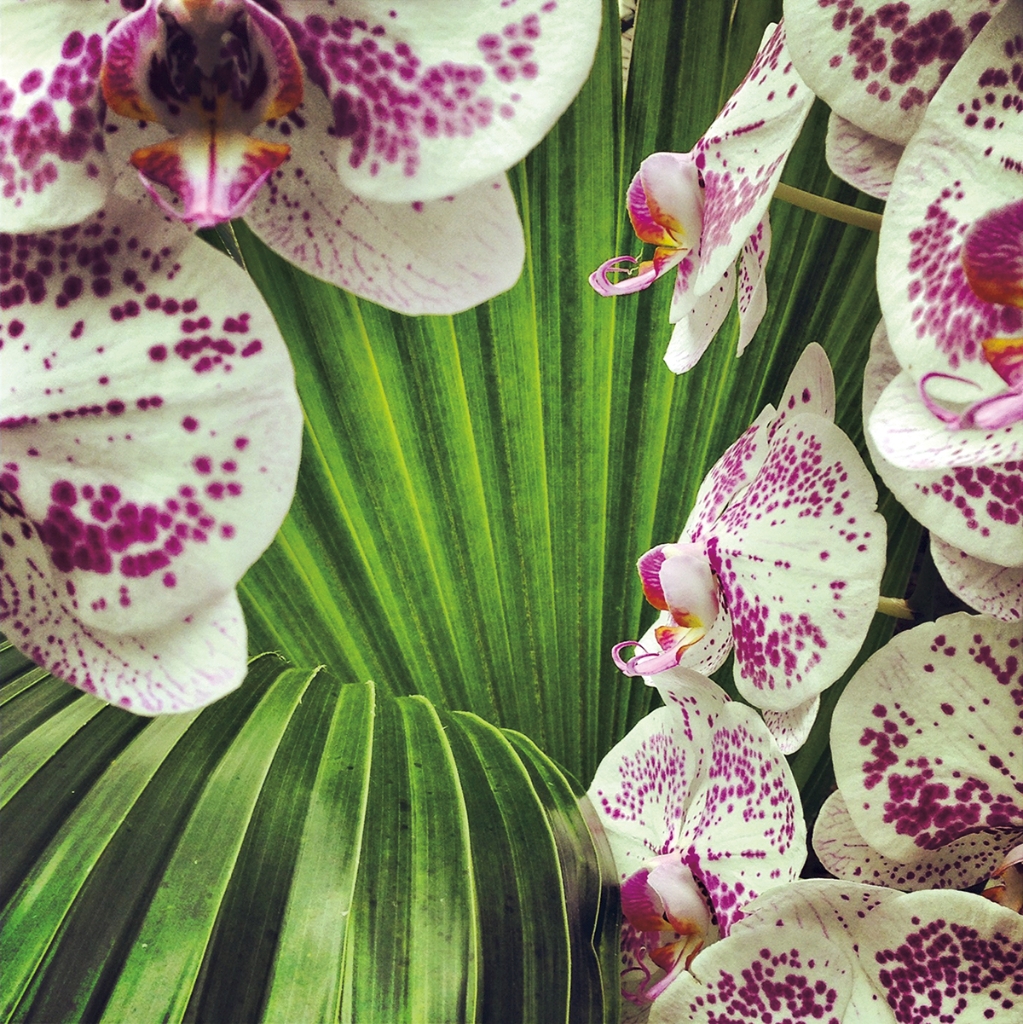photograph from the collection <i>flora</i> by Mark Paul Petrick