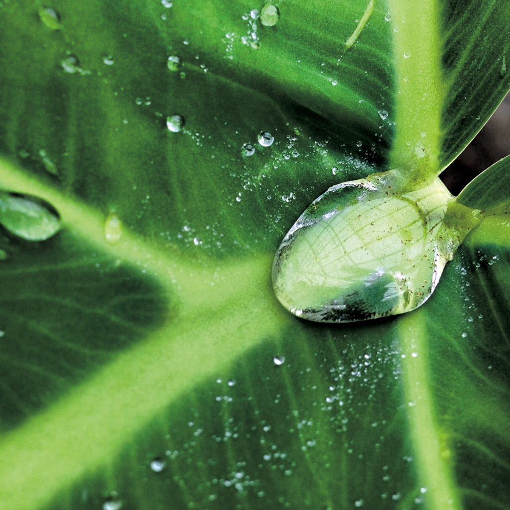photograph from the collection <i>flora</i> by Mark Paul Petrick