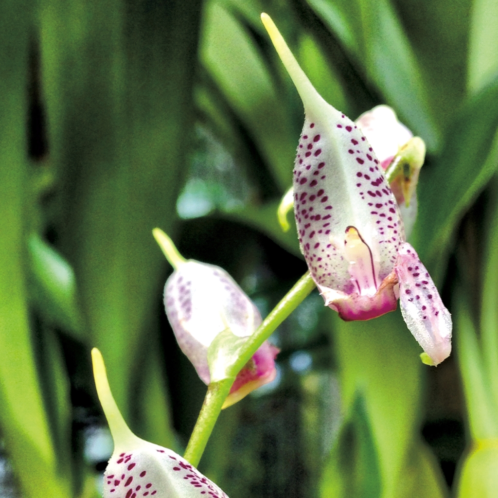 photograph from the collection <i>flora</i> by Mark Paul Petrick