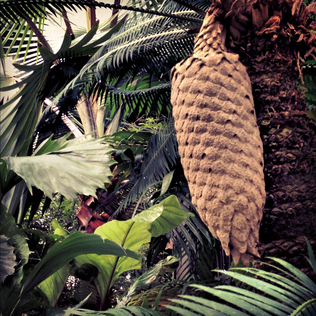 photograph from the collection <i>flora</i> by Mark Paul Petrick