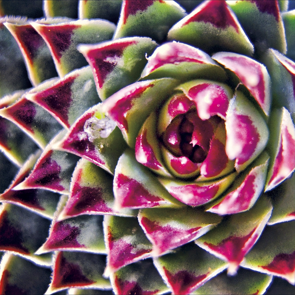 photograph from the collection <i>flora</i> by Mark Paul Petrick