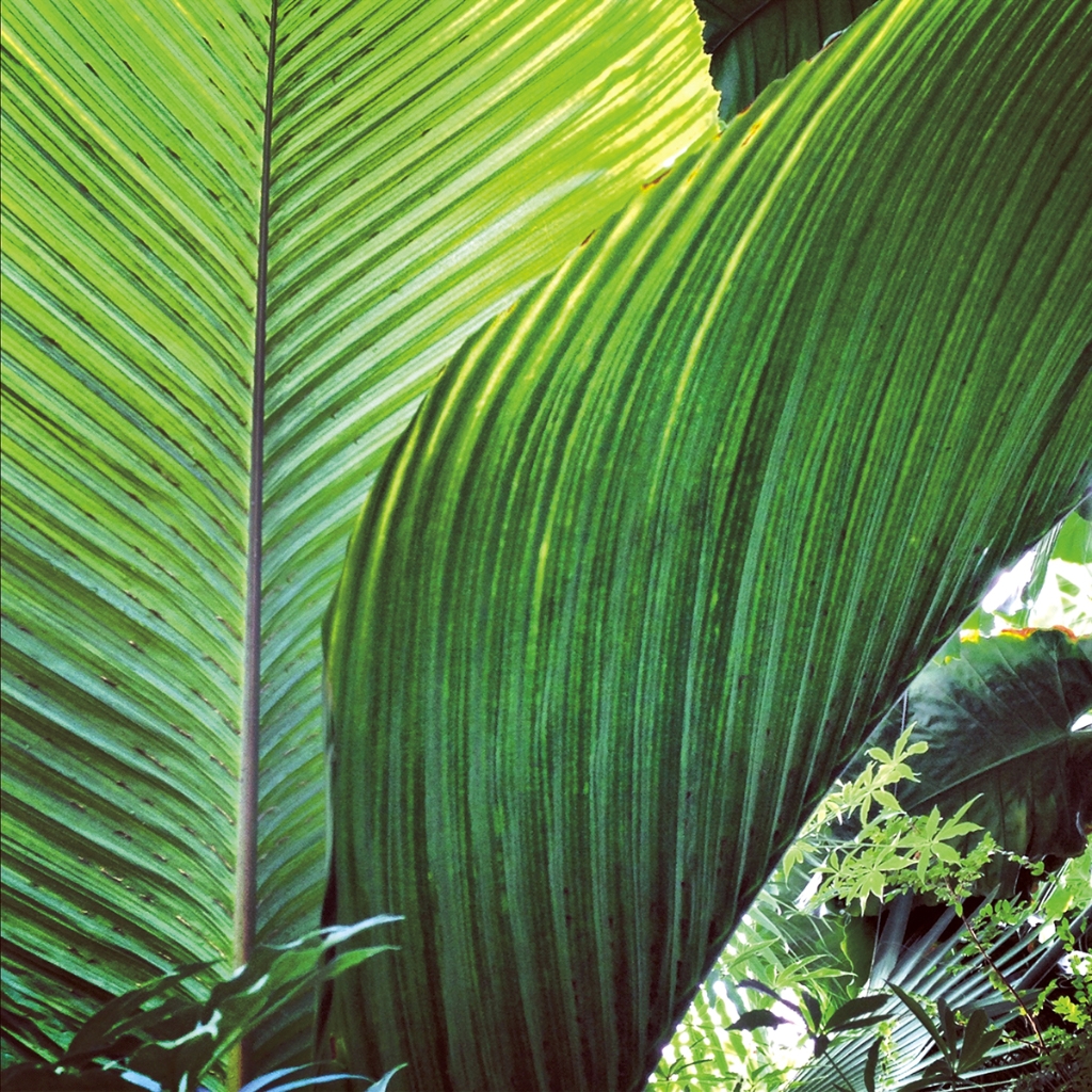 photograph from the collection <i>flora</i> by Mark Paul Petrick