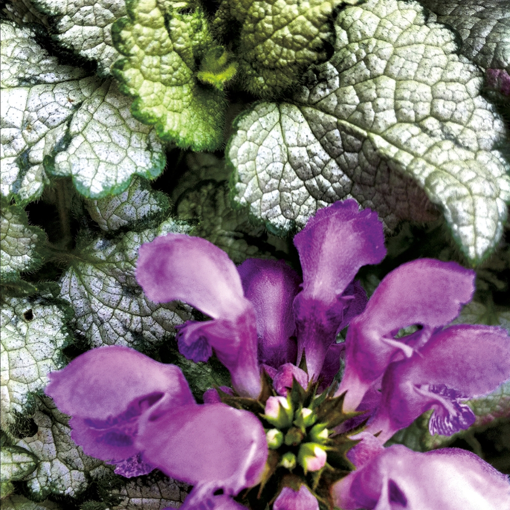 photograph from the collection <i>flora</i> by Mark Paul Petrick