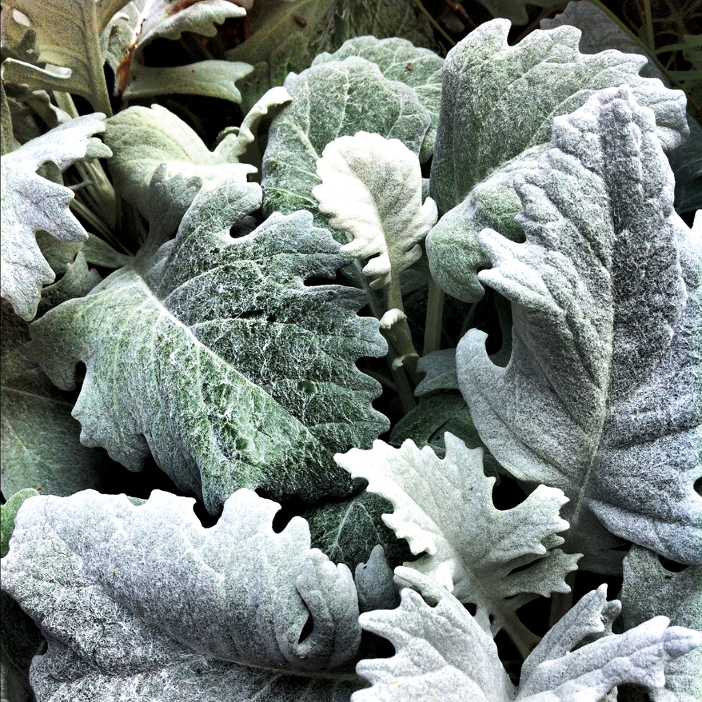 photograph from the collection <i>flora</i> by Mark Paul Petrick