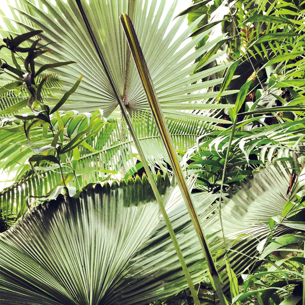 photograph from the collection <i>flora</i> by Mark Paul Petrick