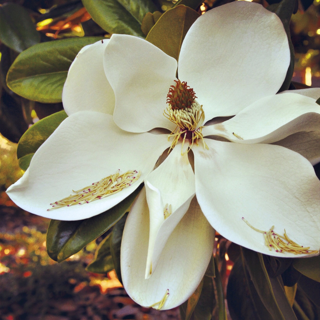 photograph from the collection <i>flora</i> by Mark Paul Petrick