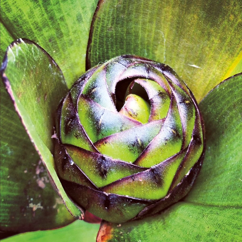 photograph from the collection <i>flora</i> by Mark Paul Petrick