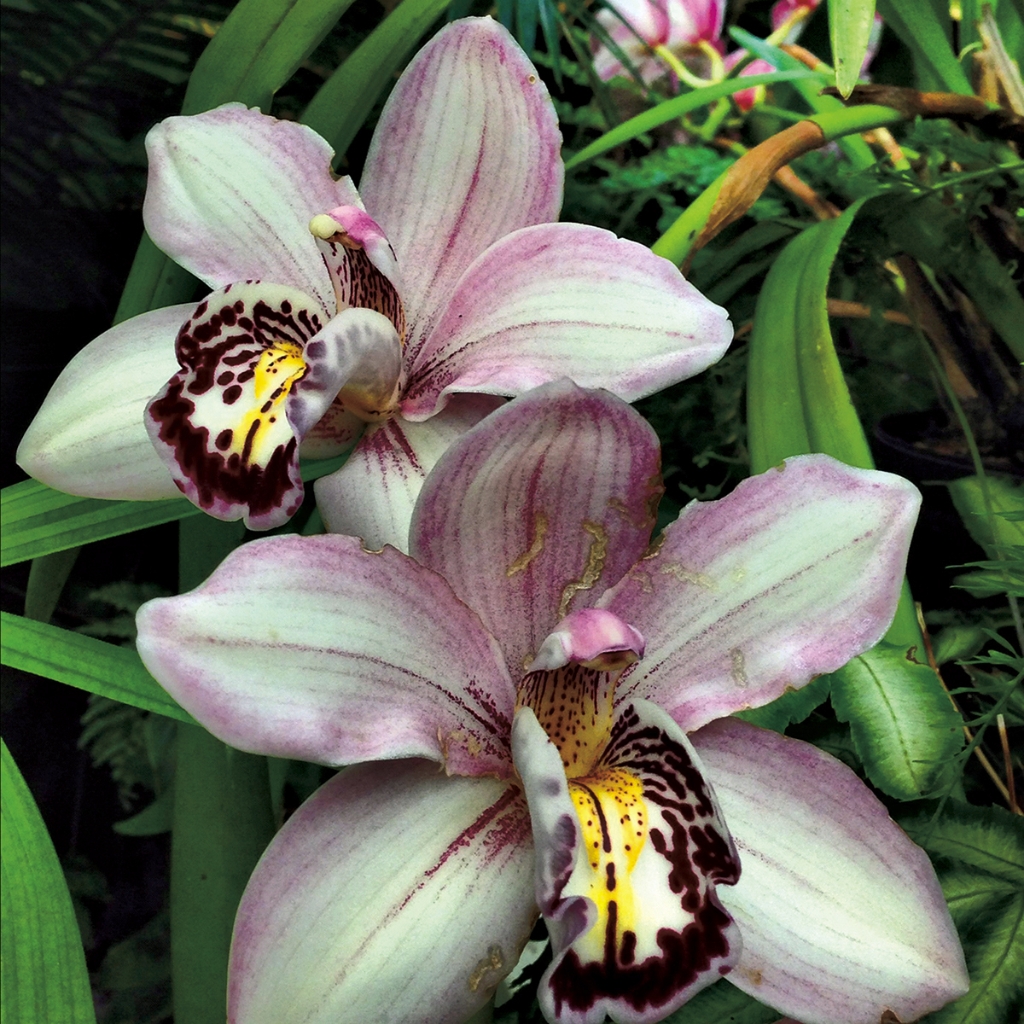 photograph from the collection <i>flora</i> by Mark Paul Petrick