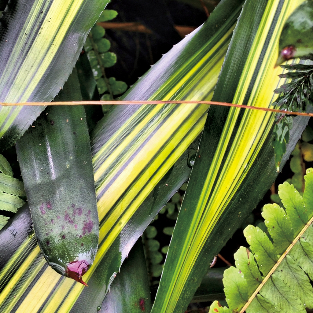 photograph from the collection <i>flora</i> by Mark Paul Petrick