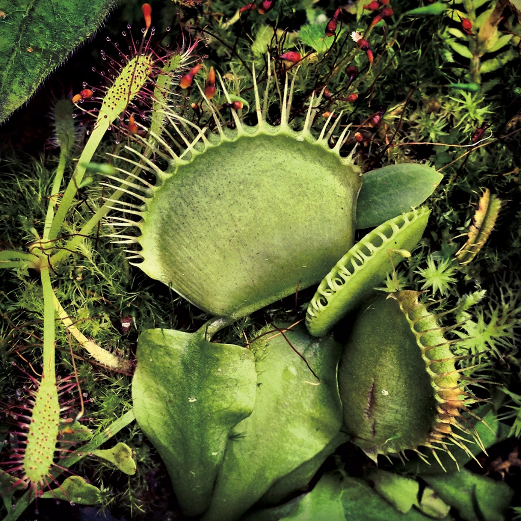 photograph from the collection <i>flora</i> by Mark Paul Petrick