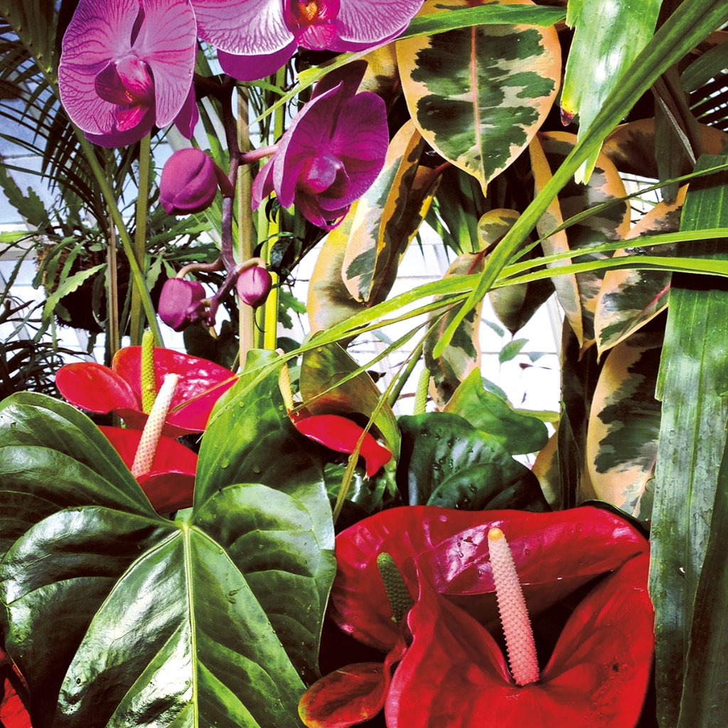 photograph from the collection <i>flora</i> by Mark Paul Petrick