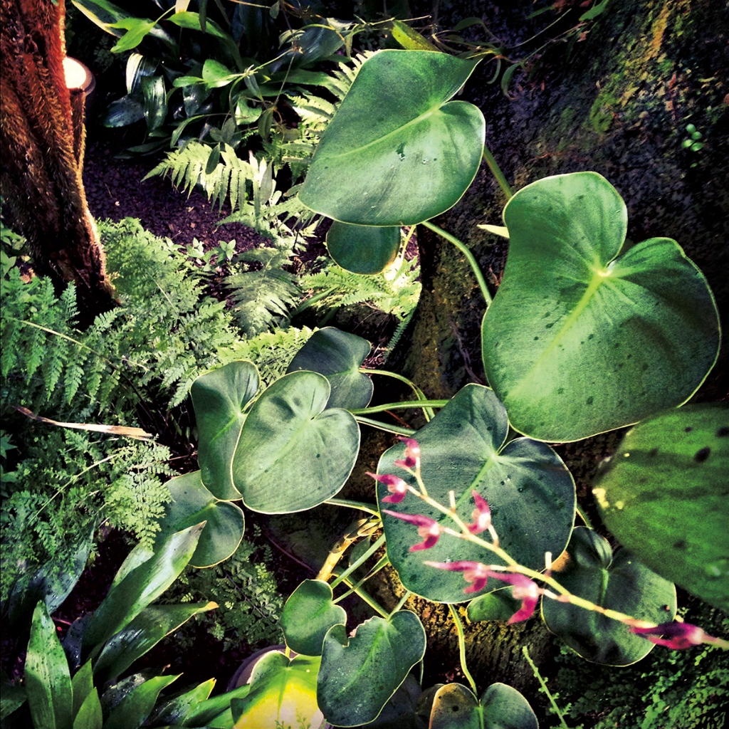 photograph from the collection <i>flora</i> by Mark Paul Petrick